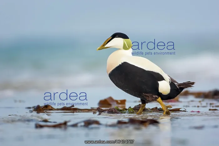 : Common Eider (Somateria mollissima) Sea duck, male : Common Eider (Somateria mollissima) Sea duck, male