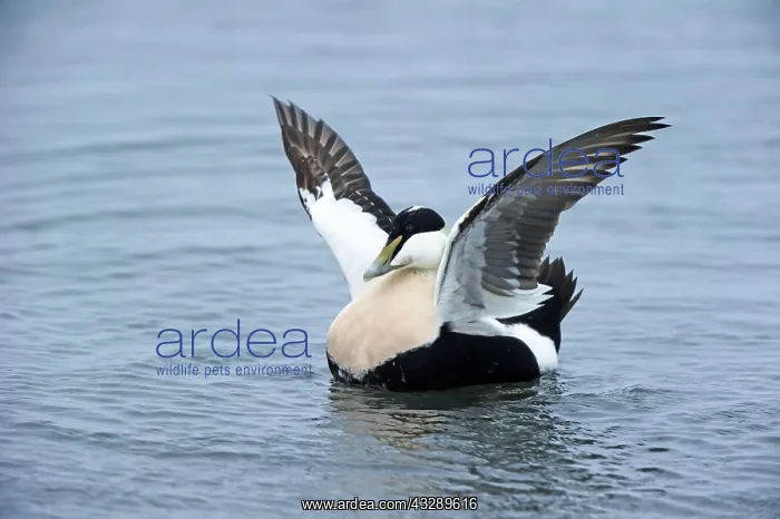 : Common Eider (Somateria mollissima) swimming an : Common Eider (Somateria mollissima) swimming an