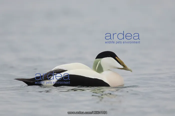 : Common Eider - swimming drake in breeding plumage : Common Eider - swimming drake in breeding plumage