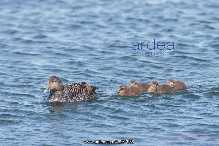 : Common Eider - swimming female with ducklings - : Common Eider - swimming female with ducklings -