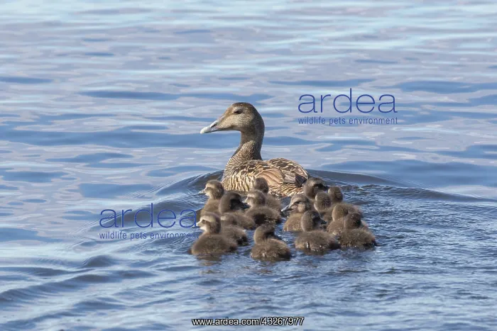 : Common Eider - swimming female with ducklings - : Common Eider - swimming female with ducklings -