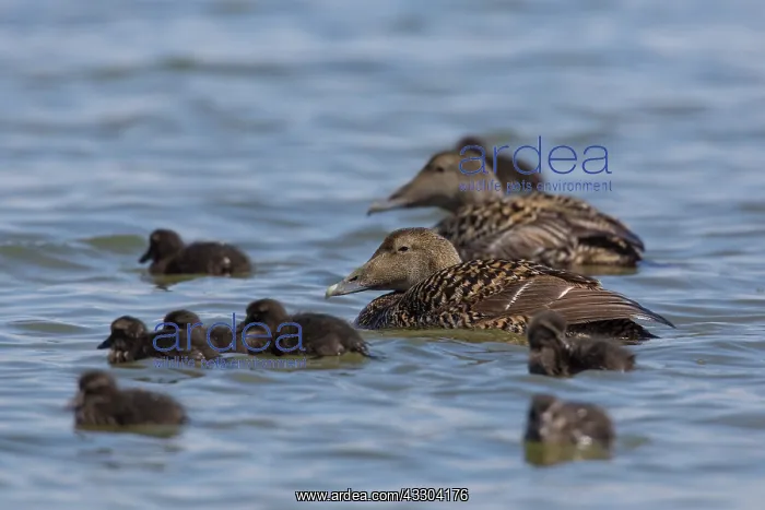 : Common Eider - swimming females with chicks - Germany : Common Eider - swimming females with chicks - Germany