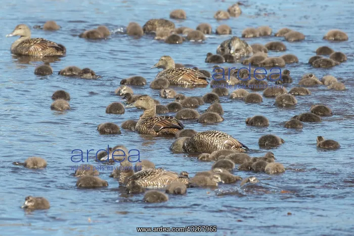 : Common Eider - swimming females with ducklings - : Common Eider - swimming females with ducklings -