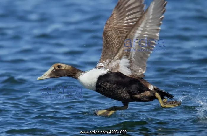 : Common Eider - taking flight in winter : Common Eider - taking flight in winter