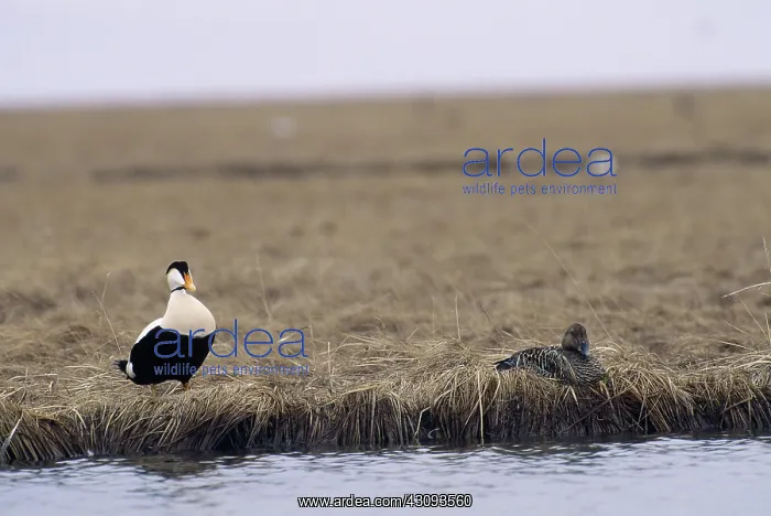 : Common Eiders : Common Eiders