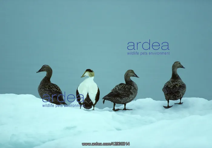 : Common Eiders on Ice Flow : Common Eiders on Ice Flow
