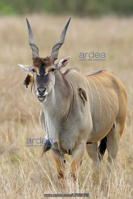 : Common Eland : Common Eland