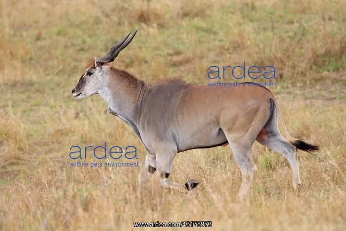 : Common Eland : Common Eland