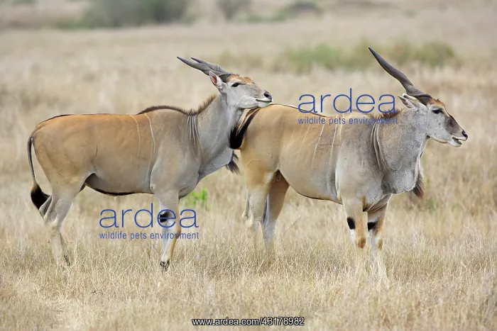 : Common Eland : Common Eland