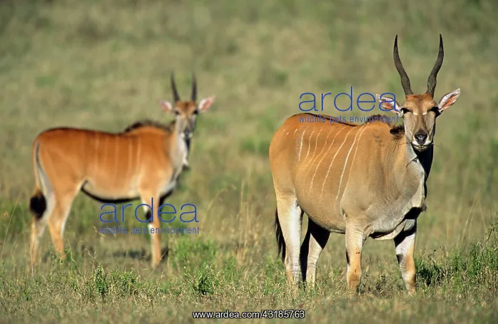 : Common Eland : Common Eland