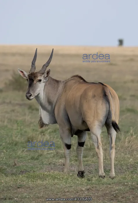 : one Common eland antelope, Taurotragus oryx, Masai : one Common eland antelope, Taurotragus oryx, Masai