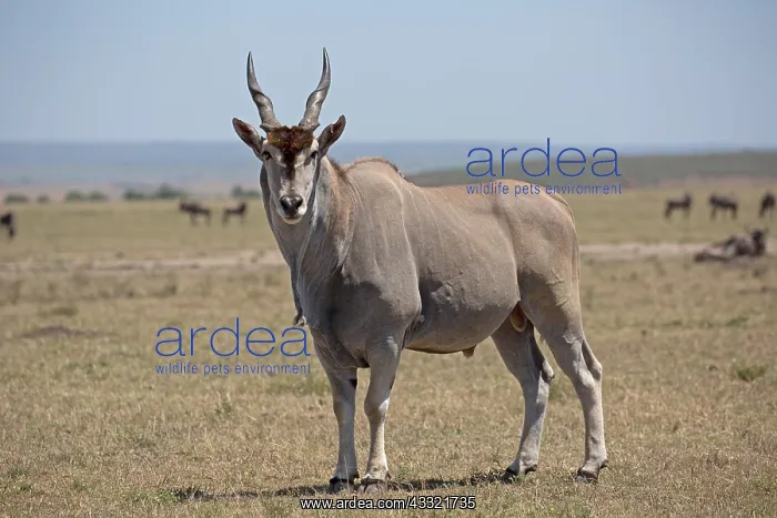 : one Common eland antelope, Taurotragus oryx, Masai : one Common eland antelope, Taurotragus oryx, Masai
