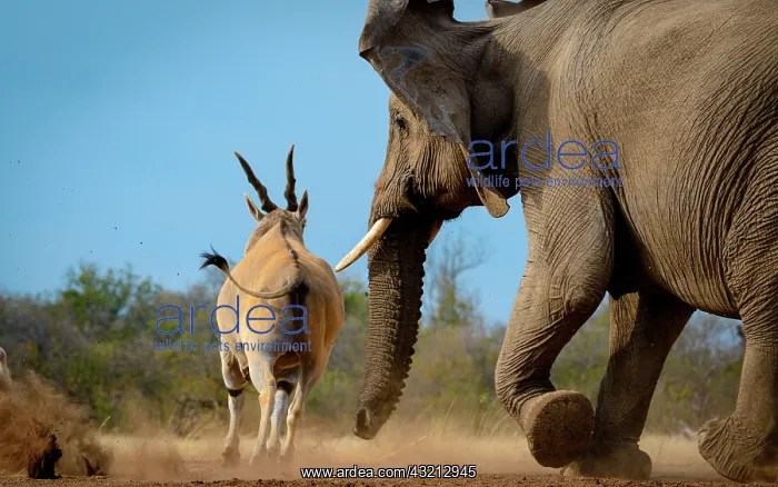  : Common eland, also known as the southern eland