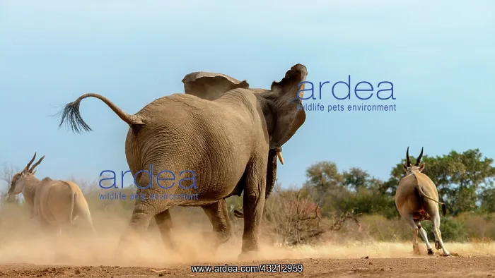 : Common eland, also known as the southern eland : Common eland, also known as the southern eland