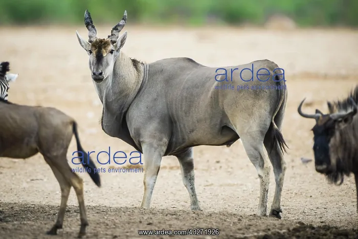 : Common eland (Taurotragus oryx) among blue wildebeests : Common eland (Taurotragus oryx) among blue wildebeests