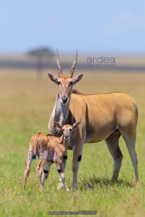 : Common eland (Taurotragus oryx), female with calf : Common eland (Taurotragus oryx), female with calf