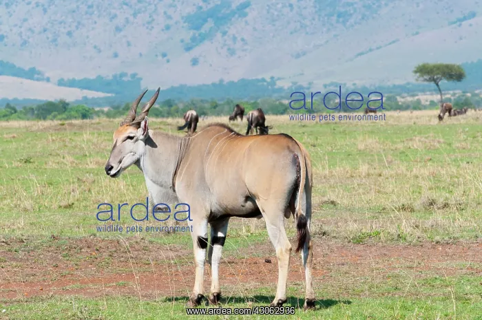 : Common eland (Taurotragus oryx), Maasai : Common eland (Taurotragus oryx), Maasai