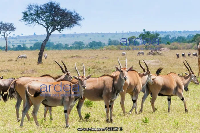 : Common eland (Taurotragus oryx), Maasai : Common eland (Taurotragus oryx), Maasai