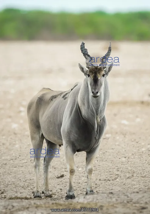 : Common eland (Taurotragus oryx), male at a waterhole : Common eland (Taurotragus oryx), male at a waterhole