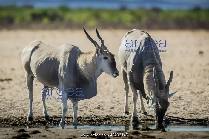 : Common eland (Taurotragus oryx), two males drinking : Common eland (Taurotragus oryx), two males drinking