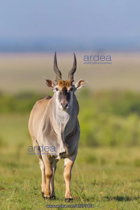 : Common eland (Taurotragus oryx) in savanna, Masai : Common eland (Taurotragus oryx) in savanna, Masai