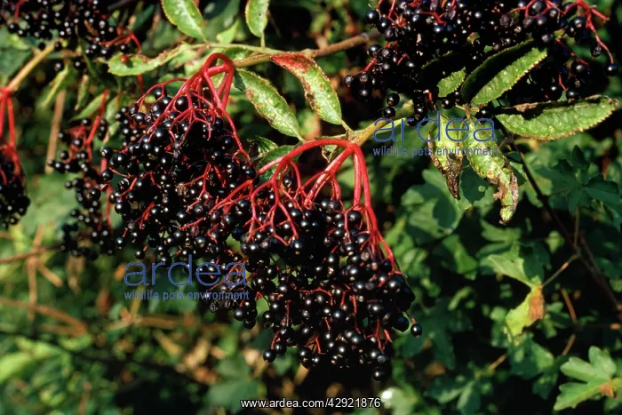 : Common Elder Plant - fruit : Common Elder Plant - fruit