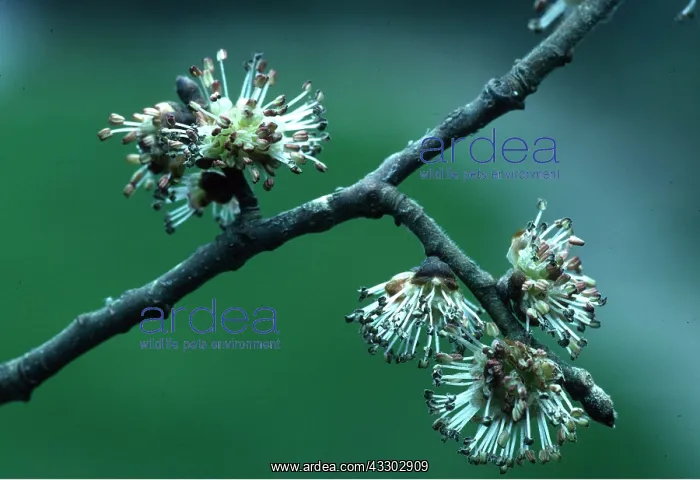 : COMMON ELM - close-up of flowers : COMMON ELM - close-up of flowers