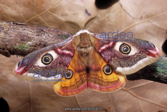 : Common Emperor Moth - Male : Common Emperor Moth - Male