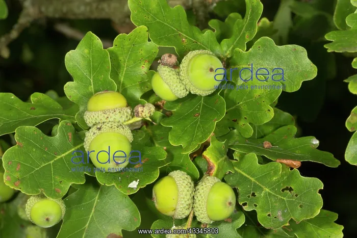 : Common / English / Pedunculate French Oak - with : Common / English / Pedunculate French Oak - with
