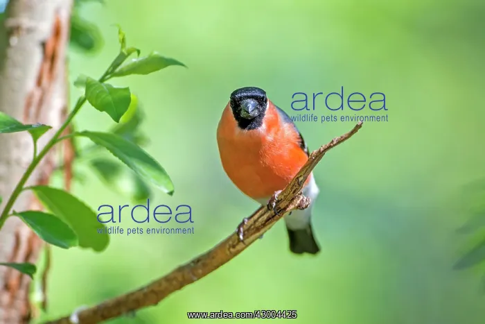 : Common / Eurasian Bullfinch adult male : Common / Eurasian Bullfinch adult male