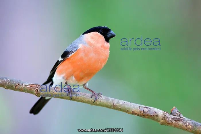 : Common / Eurasian Bullfinch adult male : Common / Eurasian Bullfinch adult male