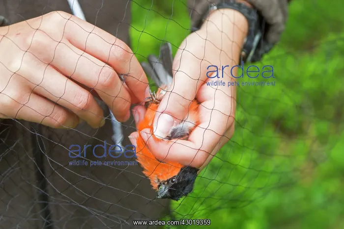 : Common / Eurasian Bullfinch adult male being : Common / Eurasian Bullfinch adult male being
