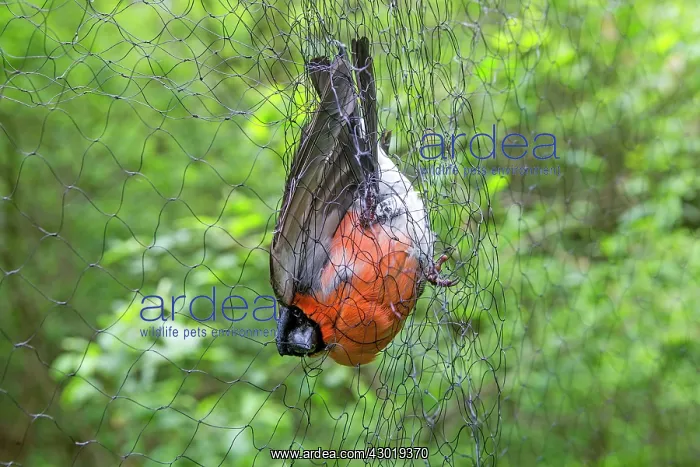 : Common / Eurasian Bullfinch adult male in : Common / Eurasian Bullfinch adult male in