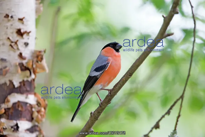 : Common / Eurasian Bullfinch adult male : Common / Eurasian Bullfinch adult male