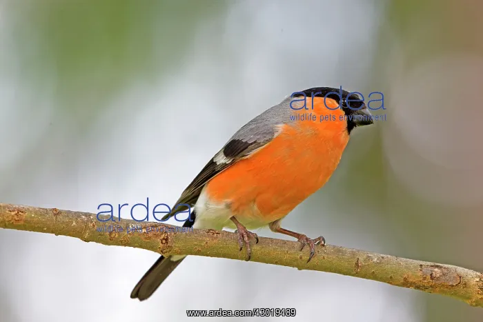 : Common / Eurasian Bullfinch adult male : Common / Eurasian Bullfinch adult male