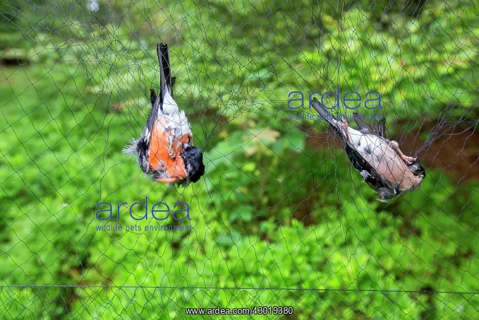 : Common / Eurasian Bullfinch pair in net : Common / Eurasian Bullfinch pair in net