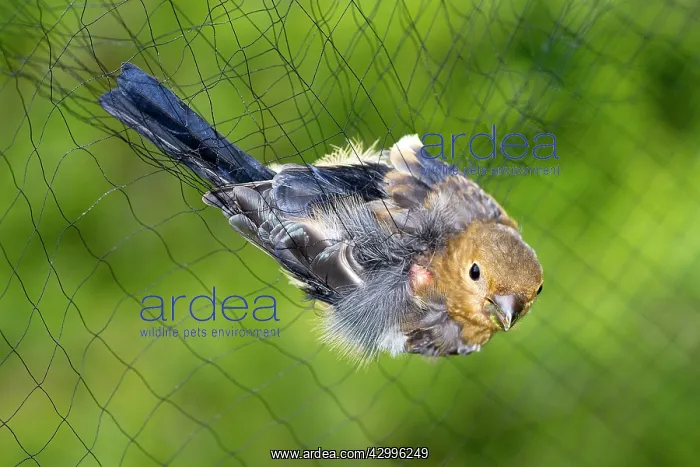 : Common / Eurasian Bullfinch - young bird in net : Common / Eurasian Bullfinch - young bird in net