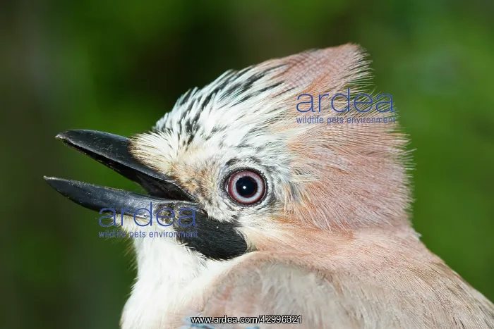 : Common / Eurasian Jay - beak open. Le Champ du : Common / Eurasian Jay - beak open. Le Champ du