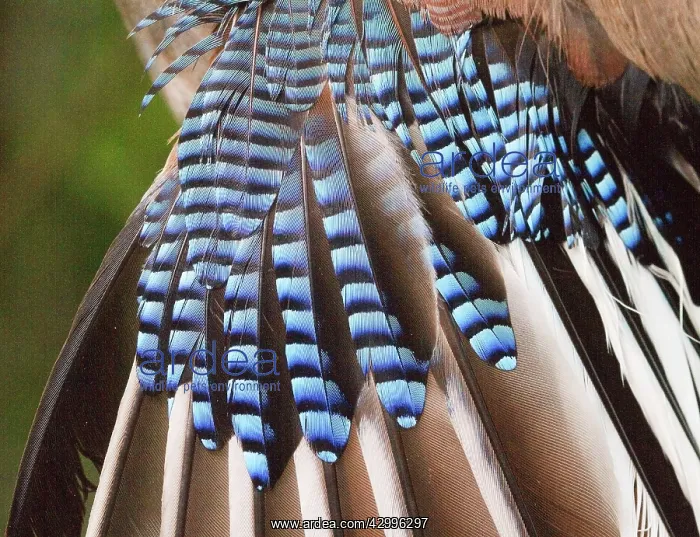 : Common / Eurasian Jay - feathers. Le Champ du : Common / Eurasian Jay - feathers. Le Champ du
