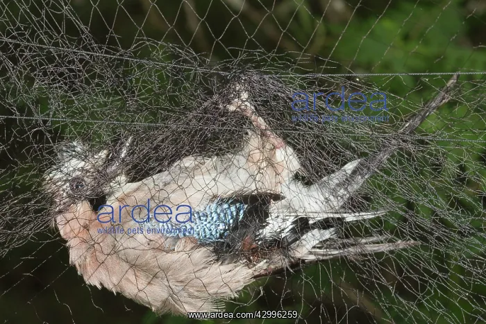 : Common / Eurasian Jay - in net - bird ringing : Common / Eurasian Jay - in net - bird ringing