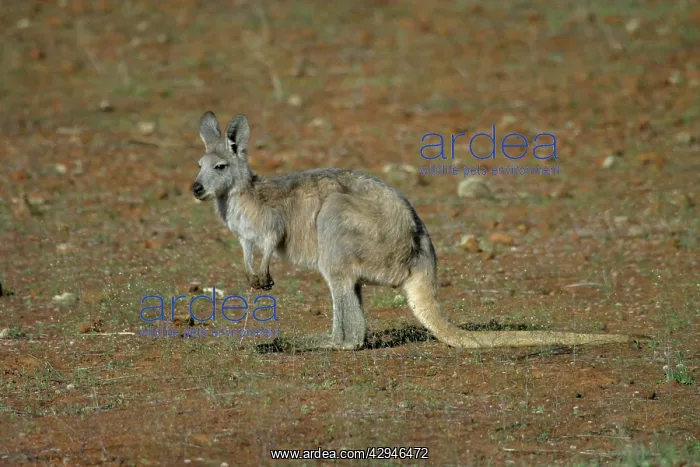 : Common Euro / WALLAROO / Hill Kangaroo : Common Euro / WALLAROO / Hill Kangaroo