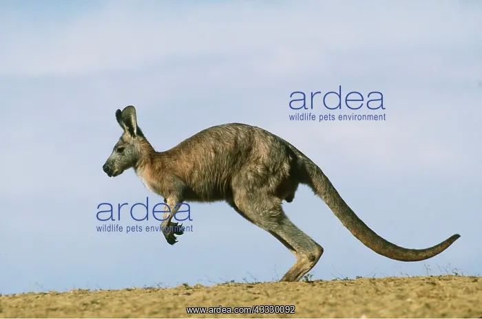 : Common Euro / WALLAROO / Hill Kangaroo - Adult male : Common Euro / WALLAROO / Hill Kangaroo - Adult male