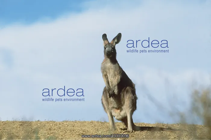 : Common Euro / WALLAROO / Hill Kangaroo - Adult Male : Common Euro / WALLAROO / Hill Kangaroo - Adult Male