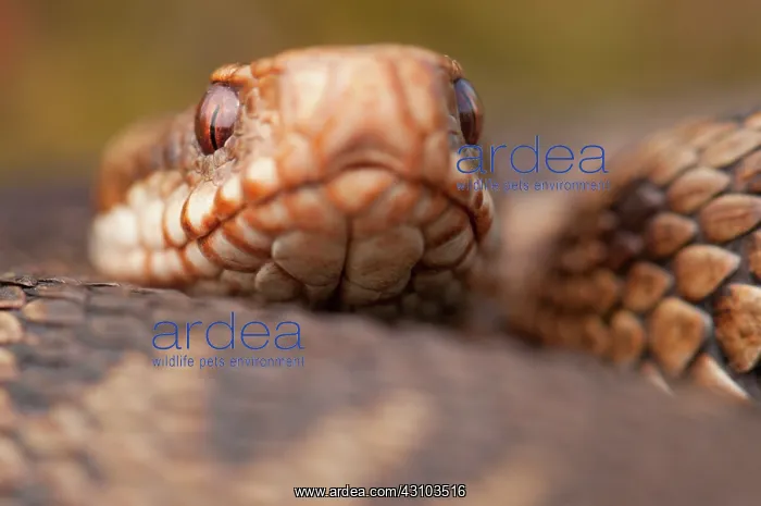  : Common European Adder
