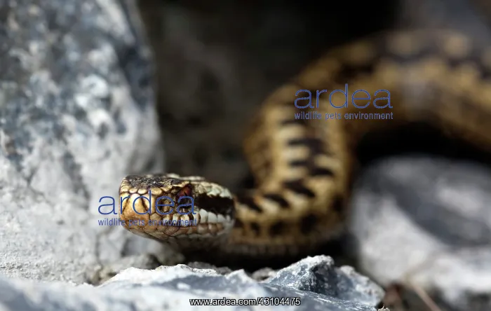 : Common European Adder : Common European Adder