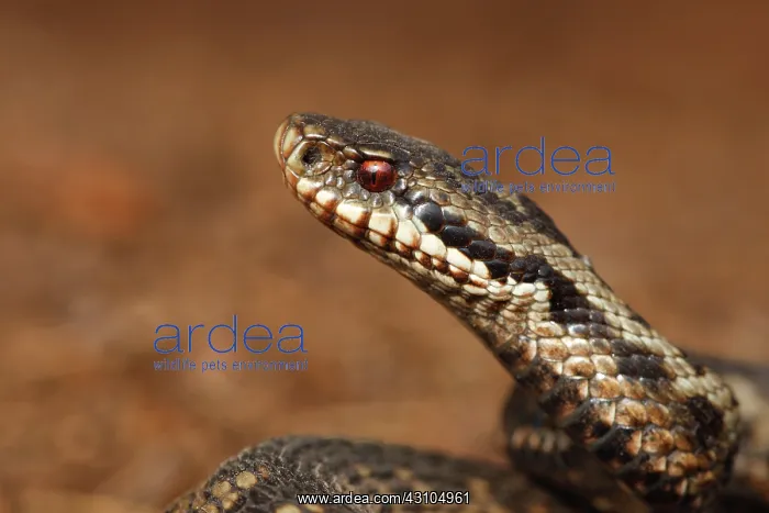 : Common European Adder : Common European Adder