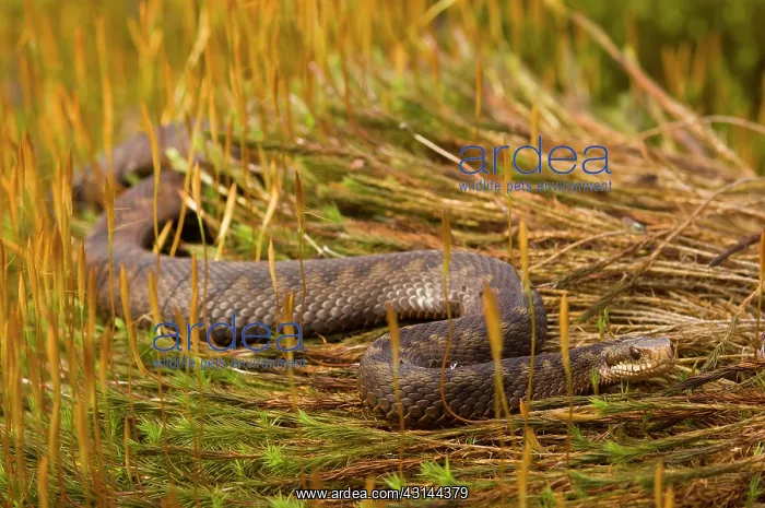 : Common European Adder : Common European Adder