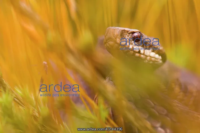 : Common European Adder : Common European Adder