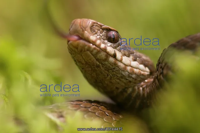 : Common European Adder : Common European Adder
