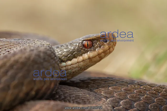 : Common European Adder : Common European Adder